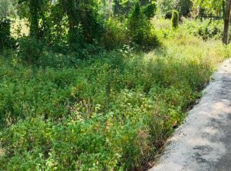 Residential Land for Sale in Alleppey, Cherthala, Arthungal, Reethalayam