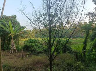 Agricultural Land for Sale in Thrissur, Koratty, Chirangara, Modipuzha