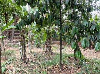 Residential Land for Sale in Thrissur, Irinjalakuda, Mapranam