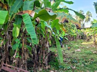 Residential Land for Sale in Ernakulam, Ernakulam town, Thevara, Perumanoor, Gurudwara Road