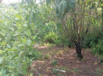 Commercial Land for Sale in Alleppey, Chengannur, Chengannur town, Thittamel Muri