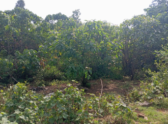 Commercial Land for Sale in Alleppey, Chengannur, Chengannur town, Thittamel Muri