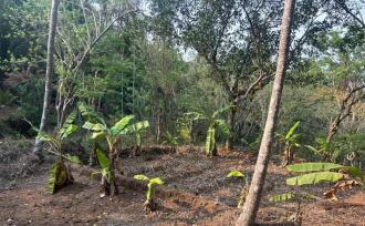 Residential Land for SaleKozhikode, Balussery, Nanminda