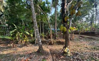 Residential Land for Sale in Kozhikode, Balussery, Nanminda, Balabodini