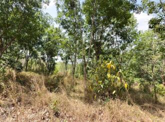 Residential Land for Sale in Thrissur, Thiruvilwamala, Thiruvilwamala, Pattipparmbu