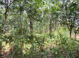 Residential Land for Sale in Thrissur, Thiruvilwamala, Thiruvilwamala, Pattipparmbu