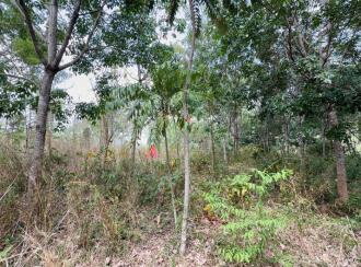 Residential Land for Sale in Thrissur, Thiruvilwamala, Thiruvilwamala, Pattipparmbu