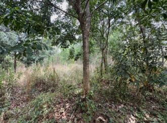 Residential Land for Sale in Thrissur, Thiruvilwamala, Thiruvilwamala, Pattipparmbu