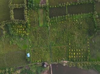 Agricultural Land for Sale in Palakkad, Alathur, Kavasseri, Oppo Kavasseri water pump house