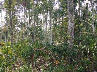 Residential Land for SaleWayanad, Sulthan bathery, Sultan Bathery