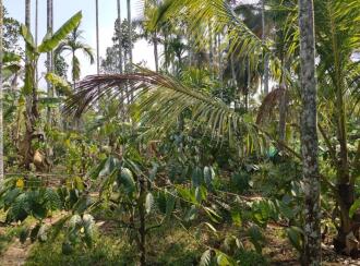 Residential Land for Sale in Wayanad, Sulthan bathery, Sultan Bathery, Le Eden Resorts, Beside Pallipadi, Odappallam Road, Sulthanbathery, Wayanad