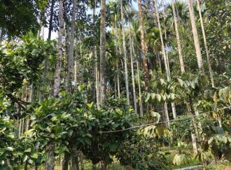 Residential Land for Sale in Wayanad, Sulthan bathery, Sultan Bathery, Le Eden Resorts, Beside Pallipadi, Odappallam Road, Sulthanbathery, Wayanad