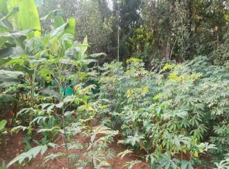 Residential Land for Sale in Ernakulam, Aluva, Chunangamvely