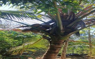 Commercial Building for Sale in Pathanamthitta, Kozhencherry, Kozhencherry, Kuriyanoor