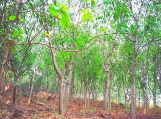 Residential Land for Sale in Malappuram, Perinthalmanna, Perinthalmanna
