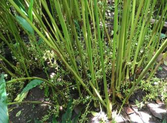 Residential Land for Sale in Idukki, Vagamon, Vagamon, Pasuppara 7th number