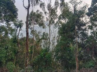 Agricultural Land for Sale in Idukki, Adimali, Adimali, Kambiline near kallar