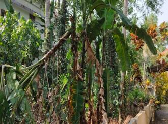 Residential Land for Sale in Kottayam, Ettumanoor, Ettumanoor, Ettumanoorappan college