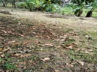 Residential Land for SaleKozhikode, Thamarassery, Engapuzha