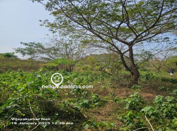 Plot view