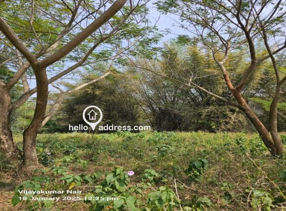 Plot view