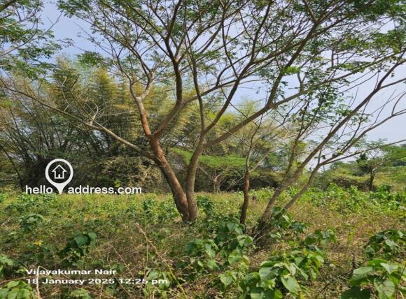 Plot view
