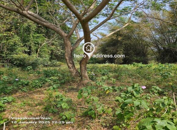Plot view
