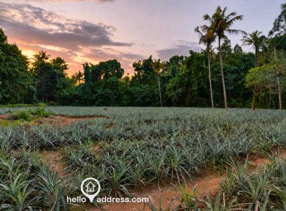 1 Acre Residential Land for Sale Near Apollo Adlux, Karukutty