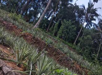 Residential Land for Sale in Kottayam, Pampady, Pampady, Arattukavala