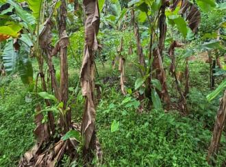 Residential Land for Sale in Kozhikode, Pantheerankavu, Pantheerankavu, pantheerankavu