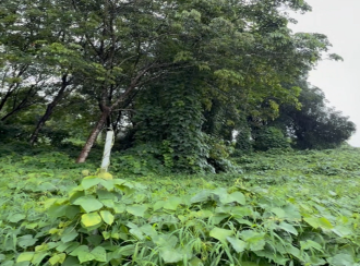 Agricultural Land for Sale in Malappuram, Malappuram, Malappuram, Thiruvali