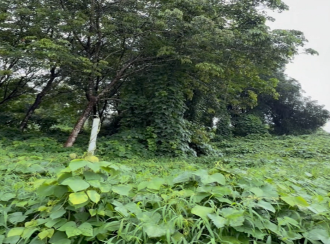 Agricultural Land for Sale in Malappuram, Malappuram, Malappuram, Thiruvali