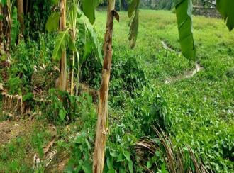 Residential Land for Sale in Ernakulam, Nedumbassery, Nedumbassery, Parambussery