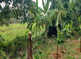 Residential Land for Sale in Ernakulam, Nedumbassery, Nedumbassery, Parambussery