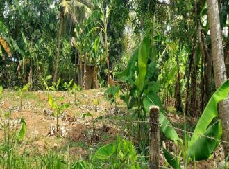 Residential Land for Sale in Ernakulam, Nedumbassery, Nedumbassery, Parambussery