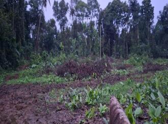 Residential Land for Sale in Ernakulam, Perumbavoor, Allapra, Kuttipadam