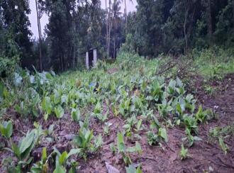 Residential Land for Sale in Ernakulam, Perumbavoor, Allapra, Kuttipadam