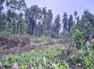 Residential Land for Sale in Ernakulam, Perumbavoor, Allapra, Kuttipadam