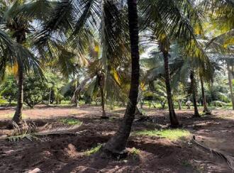 Agricultural Land for SalePalakkad, Kollengode, Kollengode