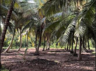 Agricultural Land for Sale in Palakkad, Kollengode, Kollengode, Located on Govindapuram (Chammamampathy Road) Muthalamada