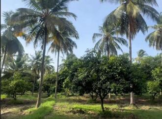 Agricultural Land for Sale in Palakkad, Kollengode, Kollengode, Located on Govindapuram (Chammamampathy Road) Muthalamada