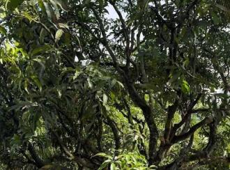 Agricultural Land for Sale in Palakkad, Kollengode, Kollengode, Located on Govindapuram (Chammamampathy Road) Muthalamada