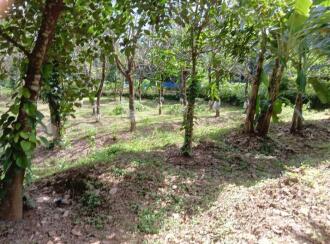 Agricultural Land for Sale in Thrissur, Pattikkad, Chuvannamannu, Vaniyampara