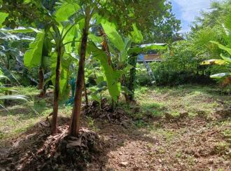 Agricultural Land for Sale in Thrissur, Pattikkad, Chuvannamannu, Vaniyampara