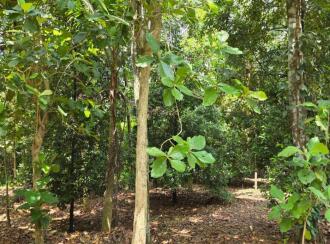 Residential House Villa for Sale in Ernakulam, Muvattupuzha, Thrikkalathoor, Seenaygiri Kurishumthotty