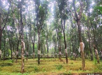 Residential Land for Sale in Thrissur, Thrissur, Madakkathara, Pullakandam road