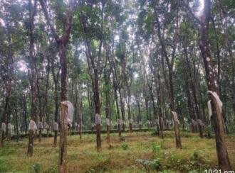 Residential Land for Sale in Thrissur, Thrissur, Madakkathara, Pullakandam road
