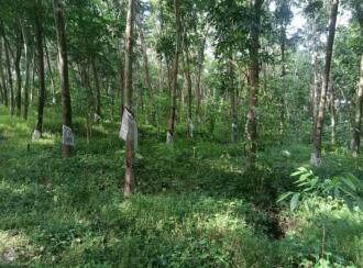 Residential Land for Sale in Thrissur, Thrissur, Madakkathara, Pullakandam road