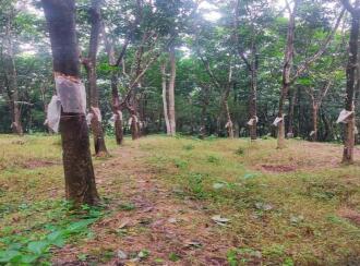 Residential Land for Sale in Thrissur, Thrissur, Madakkathara, Pullakandam road