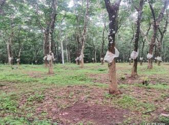 Residential Land for Sale in Thrissur, Thrissur, Madakkathara, Pullakandam road